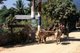 Thailand: Ox carts at Ban Huay Khan, north of Mae Hong Son, northern Thailand